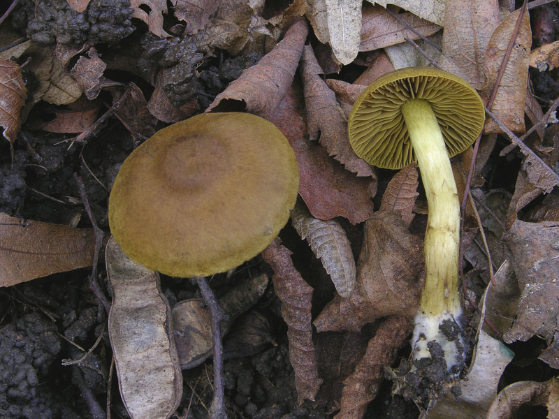 Cortinarius olivaceofuscus